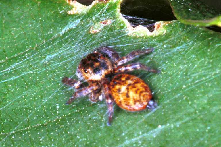 Carrhotus_xanthogramma_RF0678_Z_75_Les Gris_Frankrijk.jpg